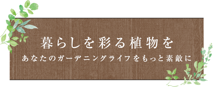 暮らしを彩る植物をあなたのガーデニングライフをもっと素敵に